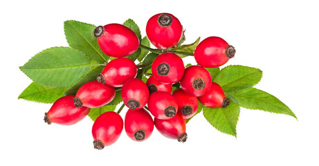 Red rose hips on briar sprig with green leaves isolated on white background. Rosa canina. Closeup of ripe rosehips. Fructus cynosbati. Pile of healthy autumn bio fruit. Herbalism and natural medicine.