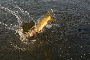 Summer fishing, pike fishing, spinning on the lake