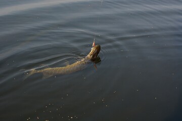 Summer fishing, pike fishing, spinning on the lake
