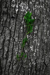 tree trunk with leaves