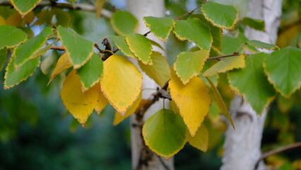 
Yellow leaves on tree branches