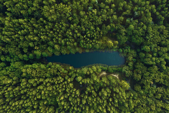 Top view of the forest lake surrounded by green trees. Beautiful landscape from aerial view. © Артур Ничипоренко
