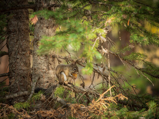 squirrel in the forest