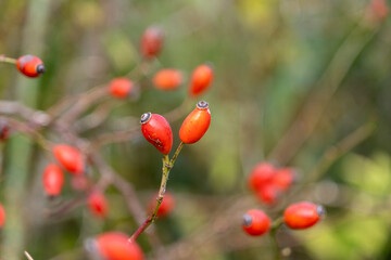 close-up of ripe rose hips in autumn