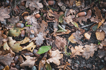 on the ground lies colorful autumn leaves