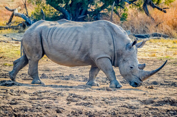 Obraz premium Portrait of an African white Rhinoceros or Rhino or Ceratotherium simum also know as Square lipped Rhinoceros in a South African game reserve