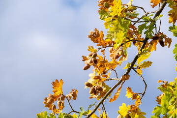 colorful autumn leaves and acorns hang from the branches of an oak tree