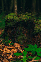 forest 