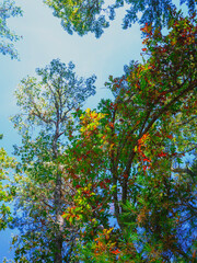 Fototapety na wymiar - Fototapeta24.pl