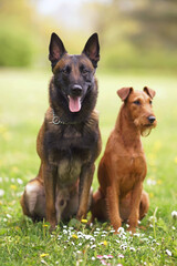 Friendly young Belgian Shepherd dog Malinois posing outdoors on a green grass sitting together with an Irish Terrier dog in spring