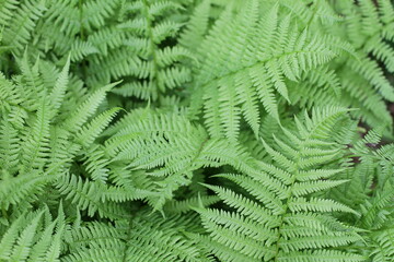 Fern leaves