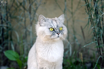 Beautiful playful grey and white groomed cat with big green eyes sitting outside