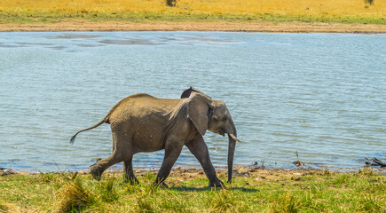 A lone male bull musth elephant showing aggressive behavior in a game reserve