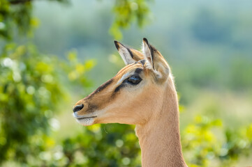 Impala antelope in South African game reserve