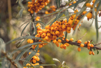 Ripe sea buckthorn berries. Fruit autumn garden