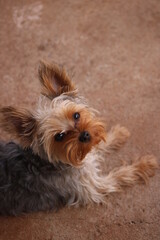 cachorro, cão, yorkshire