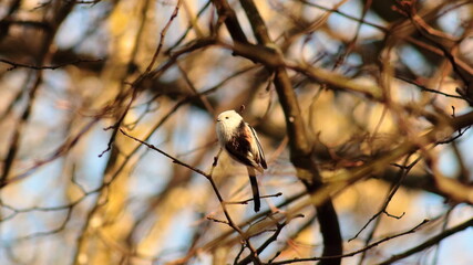 bird on a branch