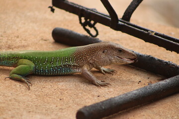lagarto verde