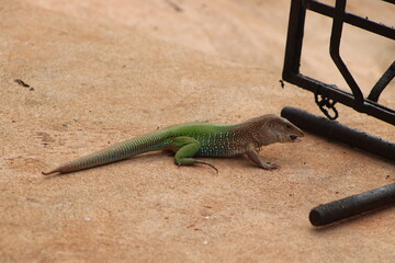 lagarto verde