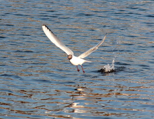 seagull in flight