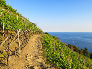 Narrow and dusty trail path passing through the grapevines in the Cinque Terre, Italy