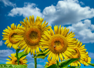 Fototapeta premium ヒマワリの花（Sunflower） 
