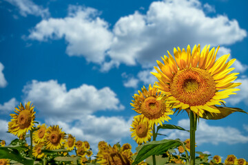 ヒマワリの花（Sunflower） 