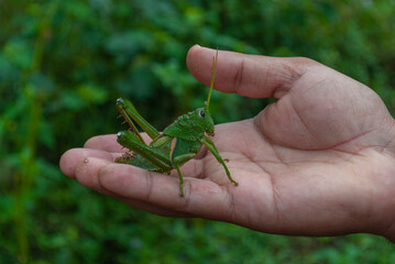 gafanhoto