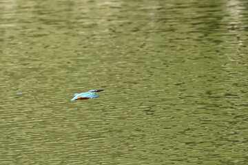 common kingfisher in pond