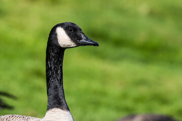 Portrait of Alert Canada Goose on Green Background