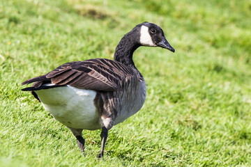 Handsome Canada Goose Walks Barefoor Through the Grass