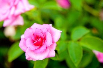 ピンクの薔薇