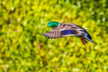 Obraz premium Beautiful Bird In Flight Mallard Duck Image