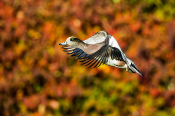 Beautiful Bird In Flight Wigeon Duck Image
