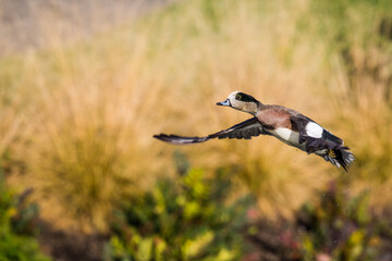 Beautiful Bird In Flight Wigeon Duck Image