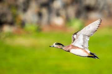 Beautiful Bird In Flight Wigeon Duck Image