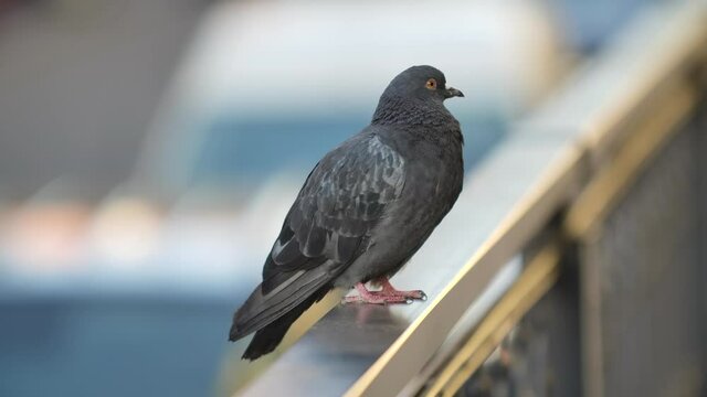 Beautiful gray dove sitting on railing and looking around. Blurry background of a busy street. Close up shot in focus. Slow motion.