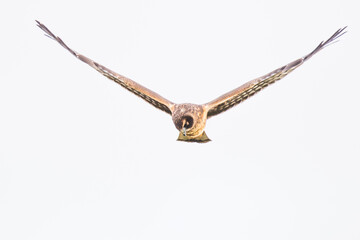 Northern Harrier Hawk Hunts Over Marsh