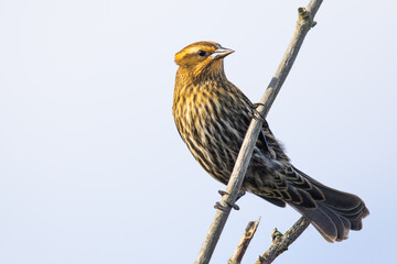Female Red-Winged Blackbird Stares at Photographer