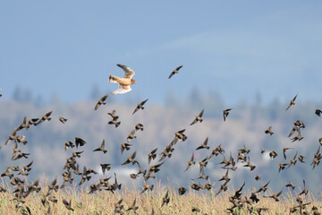 Northern Harrier Harries a Flock of Red-Winged Blackbirds