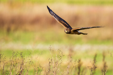Northern Harrier Hawk Hunts Over Marsh