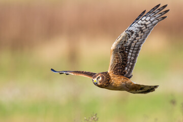 Northern Harrier Hawk Hunts Over Marsh