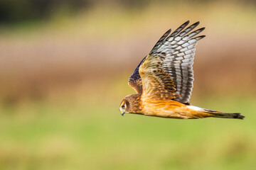 Northern Harrier Hawk Hunts Over Marsh