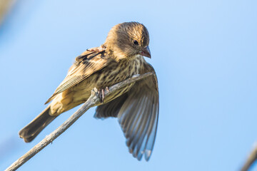 Female House Finch Scratches an Itch
