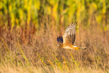Northern Harrier Hawk Hunts Over Grasslands