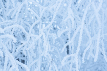 Fototapeta na wymiar Snow and rime ice on the branches of bushes. Beautiful winter background with trees covered with hoarfrost. Plants in the park are covered with hoar frost. Cold snowy weather. Cool frosting texture.