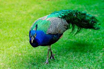 Fototapeta premium Pavão na natureza