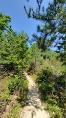 Fototapeta na wymiar Hiking Trail Through Lush Green Forest