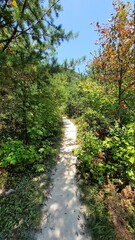 Fototapeta na wymiar Hiking Trail Through Lush Green Forest