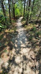 Hiking Trail Through Lush Green Forest